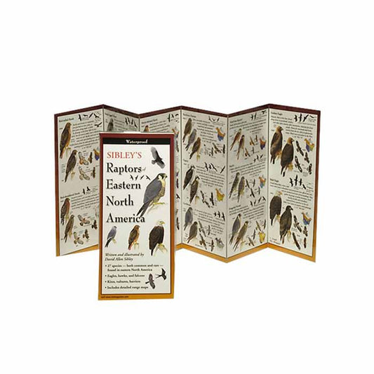 EARTH SKYWATER SIBLEY'S RAPTORS OF EASTERN NORTH AMERICA