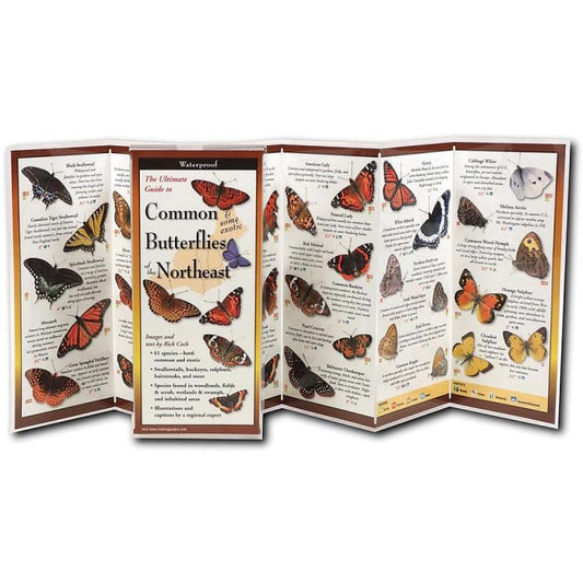 EARTH SKYWATER BUTTERFLIES OF THE NORTHEAST