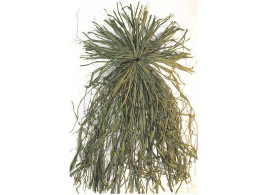 Beavertail Boats and Decoys GHILLIE GRASS BUNDLE GREEN - ALL NATURAL RAFFIA GRASS BUNDLE